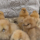 Bearded Silkie Bantam Chicks