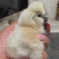 Bearded Silkie Bantams/Frizzle Chicks