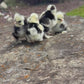 Mottled Bearded Silkie & Satin — Fertilized Hatching Eggs (Mottled Variety)