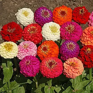 Outsidepride Zinnia Seeds - 1000 Pcs Annual Blend of Hardy Compact Mixed Color Ball-Shaped Blooms for Planting in Outdoor Containers, Borders, Flower Beds, Cutting Gardens & Pollinator