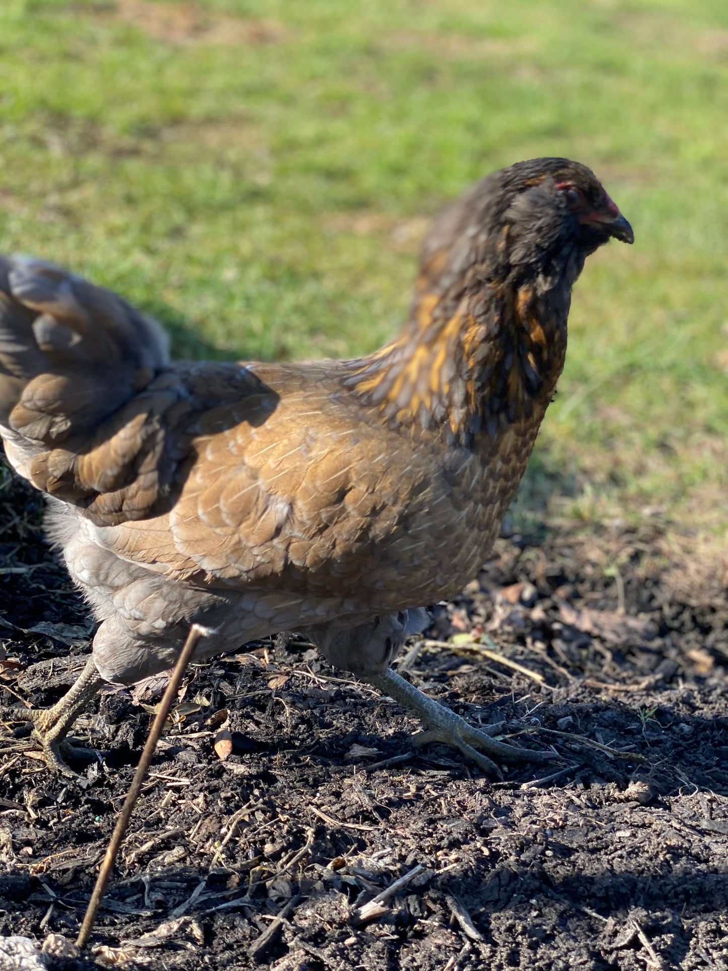 Barnyard Mixed Hatching Eggs