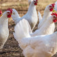 Pearl/Polish Leghorn Mix 0-2 weeks