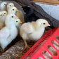 Pearl/Polish Leghorn Mix 0-2 weeks
