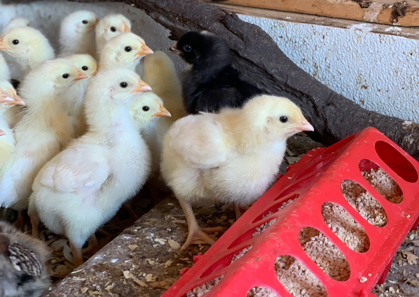 Pearl/Polish Leghorn Mix 0-2 weeks