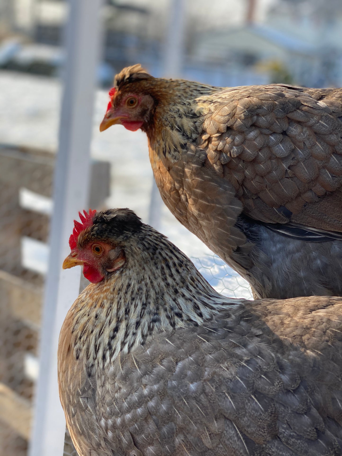 Barnyard Mixed Hatching Eggs