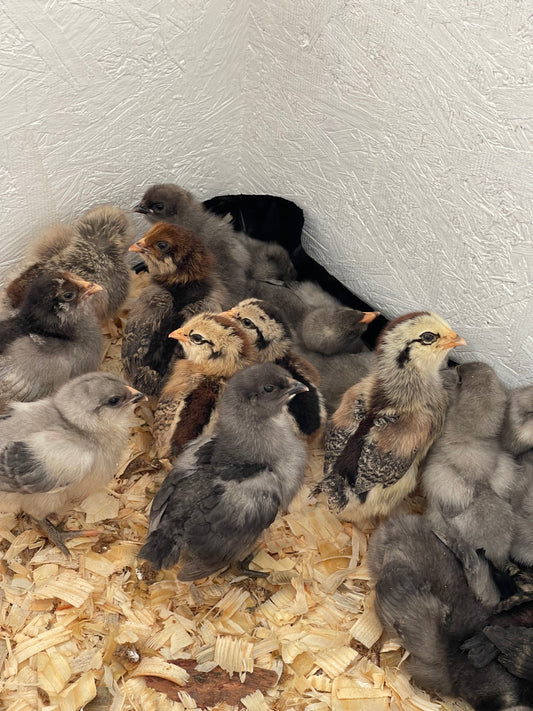 4 Olive Eggers/Dark Brown layer 0-2 WEEKS OLD