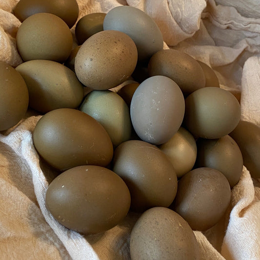 Olive/Sage/Mint Fertilized Hatching Eggs