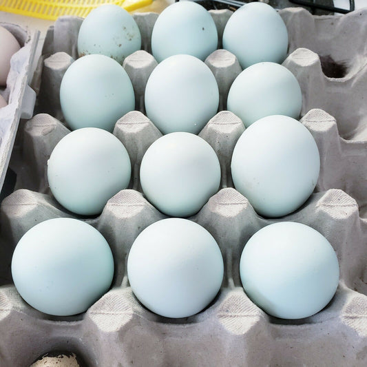 Black, Blue or Wheaten Ameraucana Fertilized Hatching Eggs