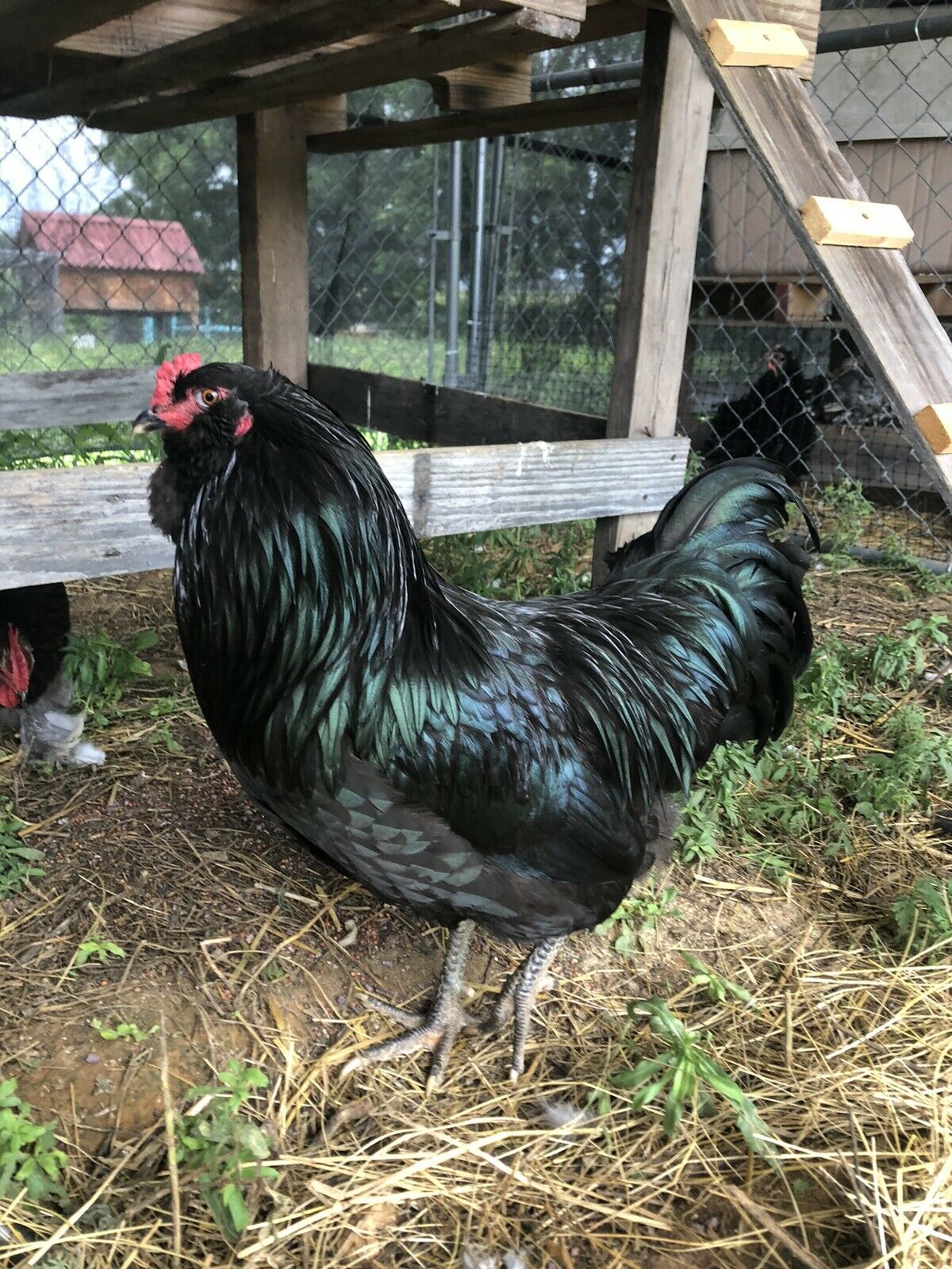 Black, Blue or Wheaten Ameraucana Fertilized Hatching Eggs