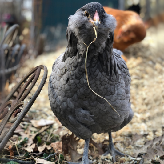 Blue/Wheaten Ameraucana