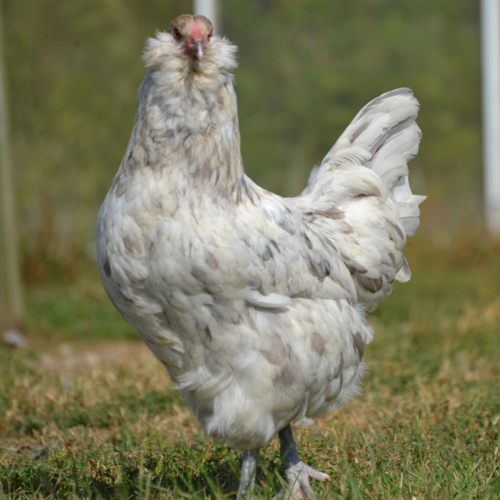 Blue/Wheaten Ameraucana