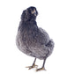 4 Blue/Wheaten Ameraucana