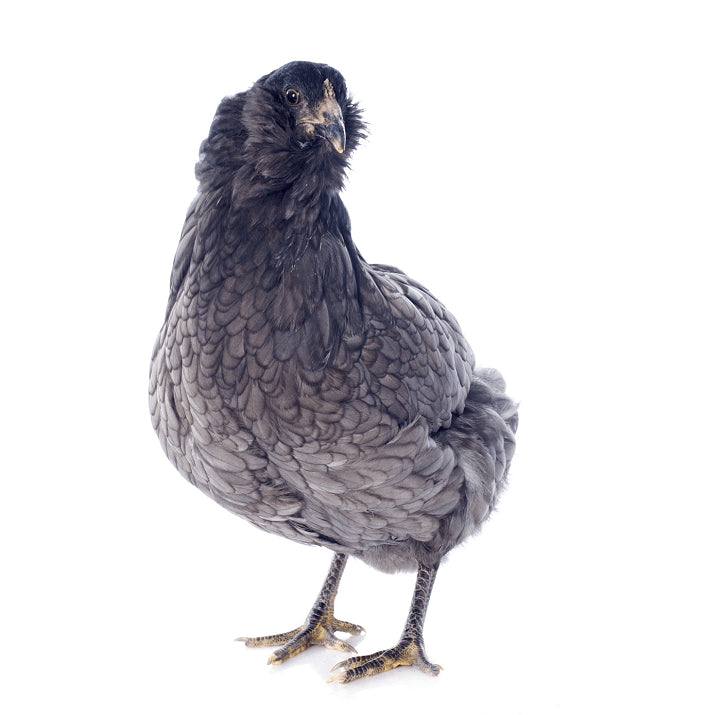 Blue/Wheaten Ameraucana