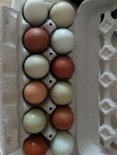 Barnyard Mixed Hatching Eggs