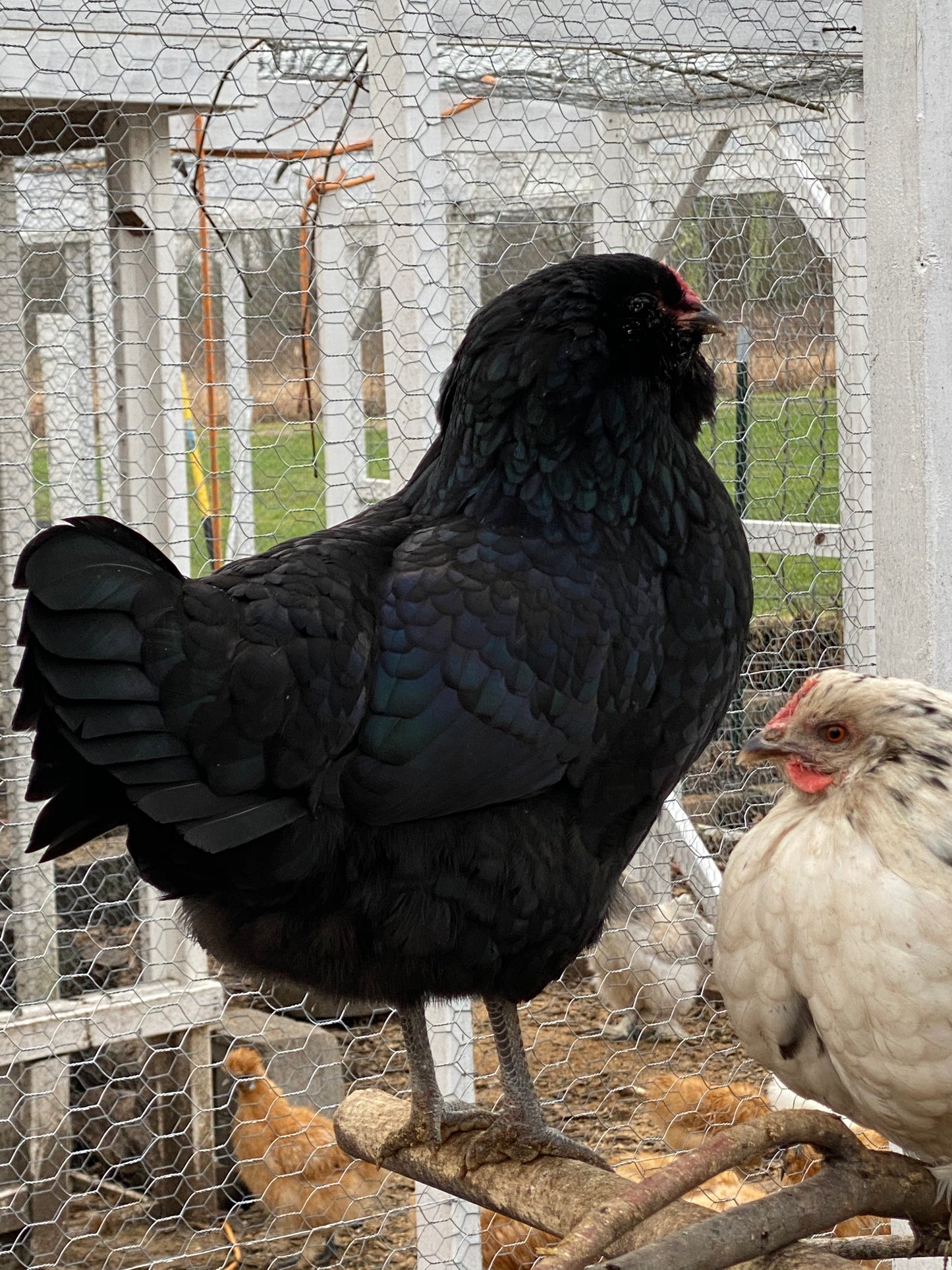 Wheaten or Black Ameraucana 0-4 weeks old