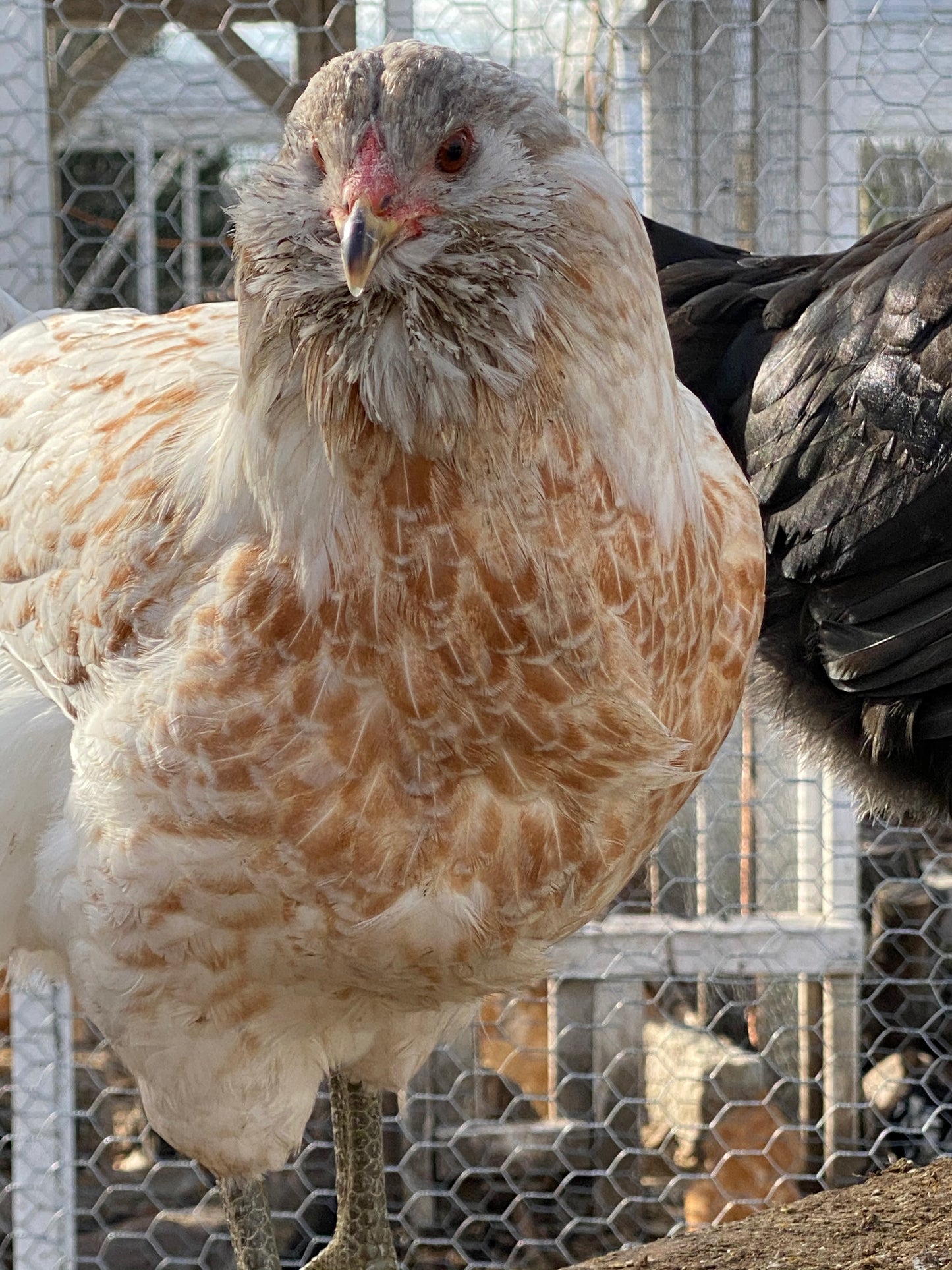 Wheaten or Black Ameraucana 0-4 weeks old