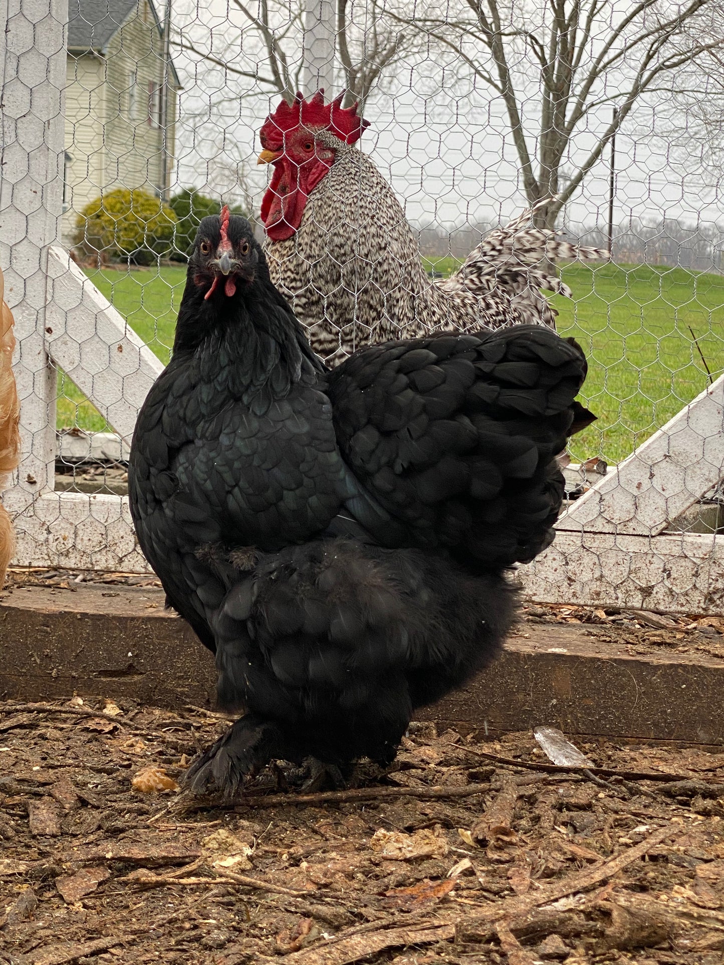 4 Black Australorp/ Maran Mixed 0-2 Weeks Old.