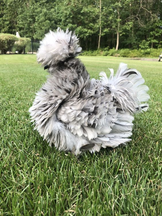 Exotic Barnyard Mix 2-4 WEEKS OLD Frizzle Chick