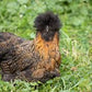 2 Silkie Satin 0-4 weeks old
