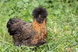 2 Silkie Satin 0-4 weeks old