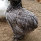 2 Silkie Satin 0-4 weeks old