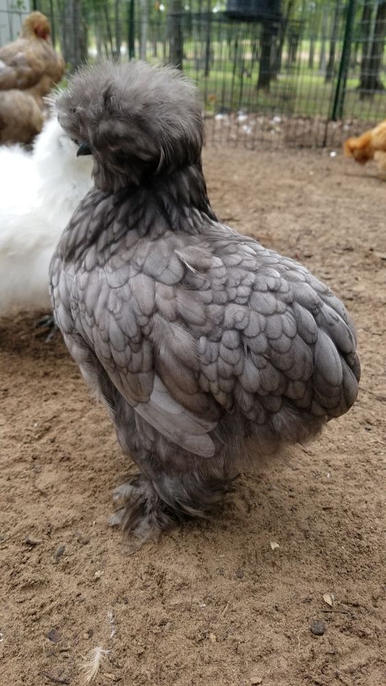 2 Silkie Satin 0-4 weeks old