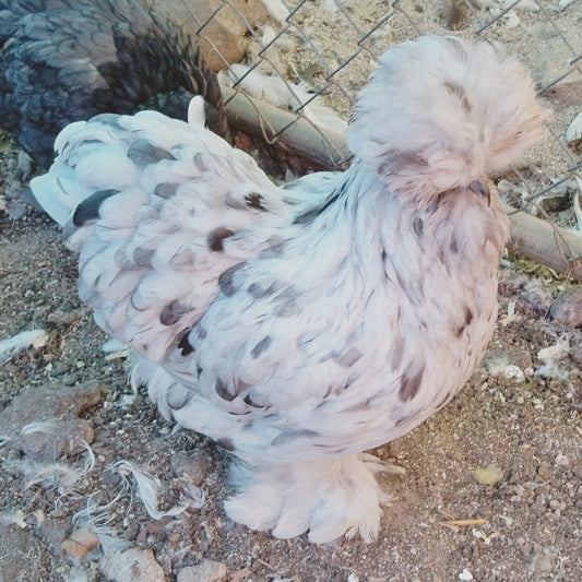 2 Silkie Satin 0-4 weeks old