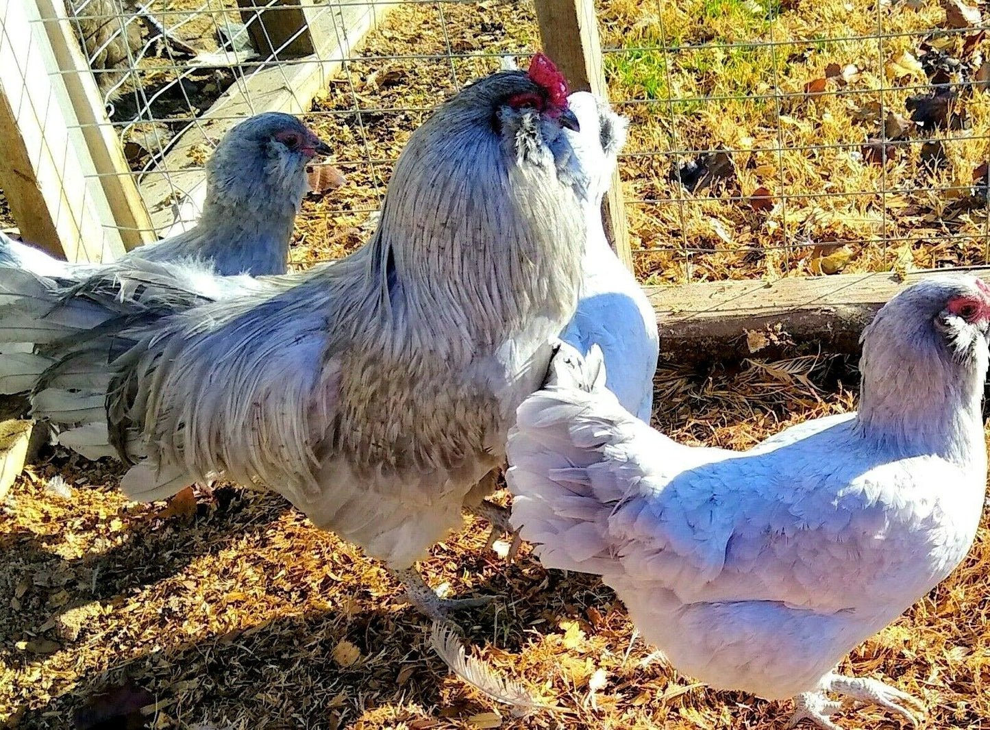 Black, Blue or Wheaten Ameraucana Fertilized Hatching Eggs